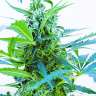 заказать семена конопли Auto Blue Kush feminised заказать семена конопли Auto Blue Kush feminised