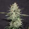 интернет магазин продажа семян конопли Nevilles Haze feminised GanjaLiveSeeds