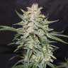 магазин семян конопли Украина Nevilles Haze feminised GanjaLiveSeeds