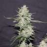 магазин семян конопли Киев Nevilles Haze feminised GanjaLiveSeeds