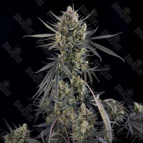 Auto Pound Cake feminised Ganja Seeds
