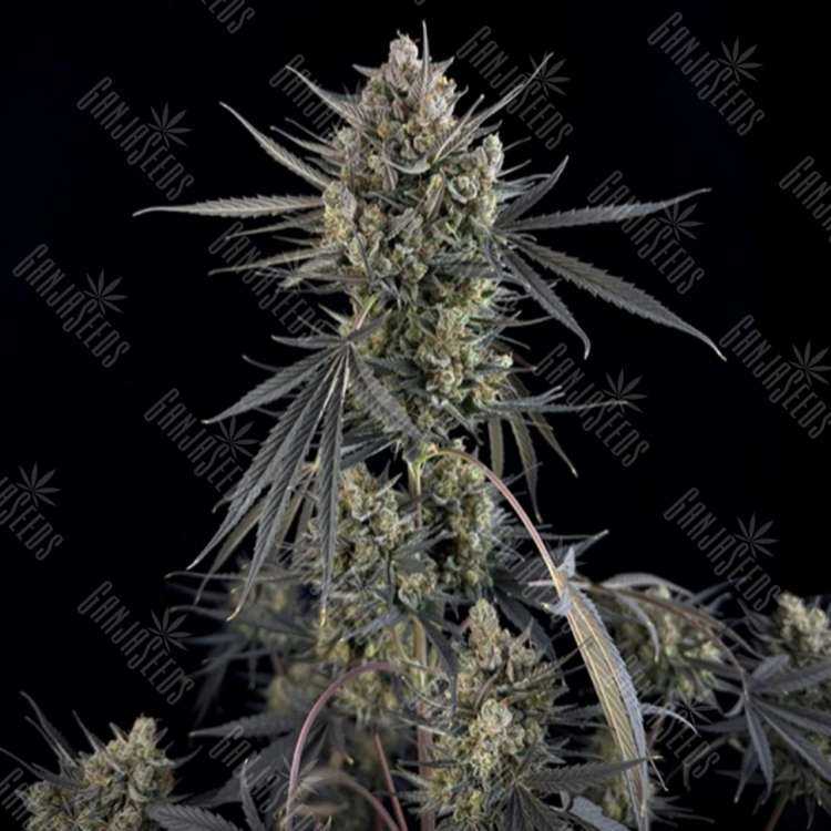 Auto Pound Cake feminised Ganja Seeds