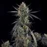 Auto Pound Cake feminised Ganja Seeds