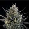 Auto Pound Cake feminised Ganja Seeds