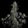 Auto Pound Cake feminised Ganja Seeds