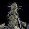 Auto Pound Cake feminised Ganja Seeds