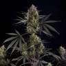 Auto Pound Cake feminised Ganja Seeds