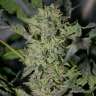 заказать семена конопли Украина Sensi Star feminised заказать семена конопли Украина Sensi Star feminised