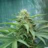 заказ семян конопли Украина Sensi Star feminised заказ семян конопли Украина Sensi Star feminised