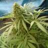 заказать семена конопли курьером Sensi Star feminised заказать семена конопли курьером Sensi Star feminised