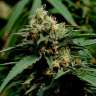 купить семена конопли феминизированные Critical Mass feminised купить семена конопли феминизированные Critical Mass feminised