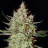 семена конопли индика K-Train feminised Ganja Seeds семена конопли индика K-Train feminised Ganja Seeds