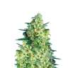 Качественные семена конопли Auto Jack 47 feminised Ganja Seeds Качественные семена конопли Auto Jack 47 feminised Ganja Seeds