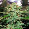 Семена конопли Auto Jack 47 feminised Ganja Seeds Семена конопли Auto Jack 47 feminised Ganja Seeds