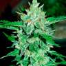 Семена каннабиса Auto Jack 47 feminised Ganja Seeds Семена каннабиса Auto Jack 47 feminised Ganja Seeds
