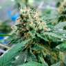 Семена марихуаны Auto Jack 47 feminised Ganja Seeds Семена марихуаны Auto Jack 47 feminised Ganja Seeds