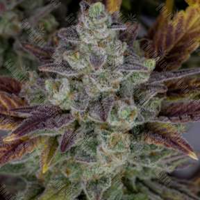 Auto Gorilla Cookies feminised Ganja Seeds