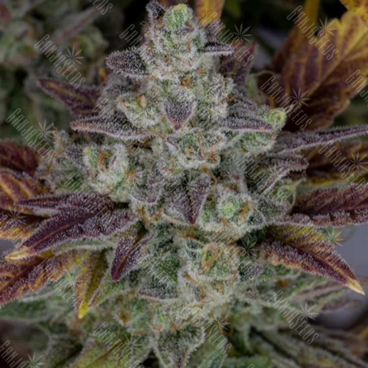 Auto Gorilla Cookies feminised Ganja Seeds
