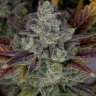 Auto Gorilla Cookies feminised Ganja Seeds