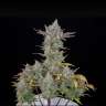 Auto Gorilla Cookies feminised Ganja Seeds