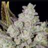Auto Gorilla Cookies feminised Ganja Seeds