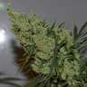 заказать семена конопли Super Silver Haze feminised
 заказать семена конопли Super Silver Haze feminised