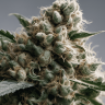 семена конопли онлайн Super Silver Haze feminised
 семена конопли онлайн Super Silver Haze feminised