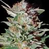 семена конопли для курения Super Silver Haze feminised
 семена конопли для курения Super Silver Haze feminised