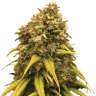 купить семена конопли онлайн Super Silver Haze feminised
 купить семена конопли онлайн Super Silver Haze feminised