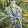 семена конопли для посадки купить Super Silver Haze feminised семена конопли для посадки купить Super Silver Haze feminised