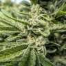 где заказать семена конопли Auto Titan regular где заказать семена конопли Auto Titan regular