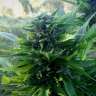 заказать семена конопли Auto Titan regular заказать семена конопли Auto Titan regular