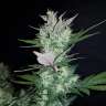 купить семена сортовой конопли Auto Dark Devil feminised купить семена сортовой конопли Auto Dark Devil feminised