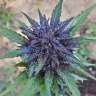 купить семена конопли гидропоники Auto Dark Devil feminised купить семена конопли гидропоники Auto Dark Devil feminised