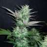 заказать семена конопли Auto Dark Devil feminised заказать семена конопли Auto Dark Devil feminised