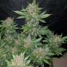 заказ семян конопли Auto Dark Devil feminised заказ семян конопли Auto Dark Devil feminised
