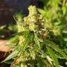 феминизированные семена конопли Orange Bud feminised GanjaLiveSeeds феминизированные семена конопли Orange Bud feminised GanjaLiveSeeds