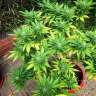 семена конопли марихуаны Durban Poison feminised Ganja Seeds
