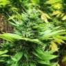 семена конопли элитных сортов Durban Poison feminised Ganja Seeds