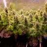 Семена конопли Auto Cinderella Jack feminised Ganja Seeds Семена конопли Auto Cinderella Jack feminised Ganja Seeds