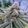 Auto Cherry Cola feminised Ganja Seeds