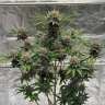 Auto Cherry Cola feminised Ganja Seeds