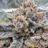 Auto Cherry Cola feminised Ganja Seeds