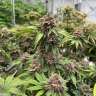 Auto Cherry Cola feminised Ganja Seeds