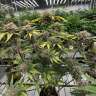 Auto Cherry Cola feminised Ganja Seeds