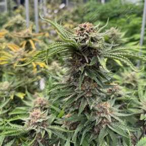Auto Cherry Cola feminised Ganja Seeds
