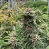 Auto Cherry Cola feminised Ganja Seeds