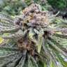 Auto Cherry Cola feminised Ganja Seeds