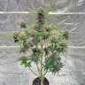 Auto Cherry Cola feminised Ganja Seeds