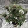 Auto Cherry Cola feminised Ganja Seeds